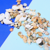 Small Seashell Embellishments for Beach Ocean Themed Resin Clay Miniature Arts and crafts